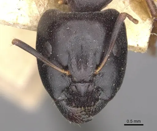 Camponotus thales specimen CASENT0910113 image casent0910113_2