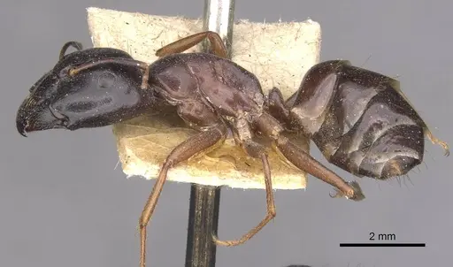 Camponotus thales specimen CASENT0910113 image casent0910113_3