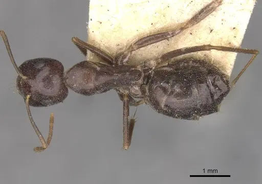 Camponotus thales specimen CASENT0910114 image casent0910114_1