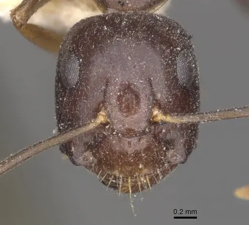 Camponotus thales specimen CASENT0910114 image casent0910114_2