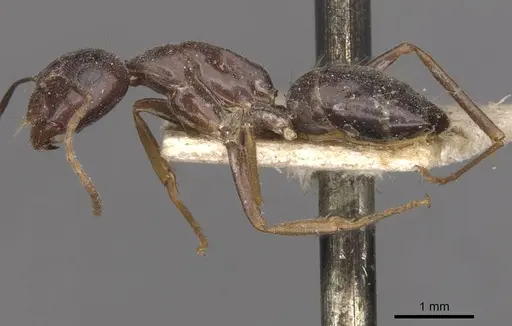 Camponotus thales specimen CASENT0910114 image casent0910114_3