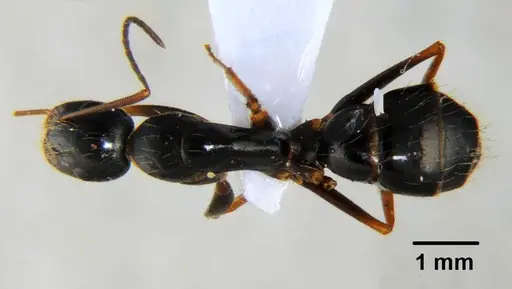 Camponotus thales specimen CFH000020 image cfh000020_1