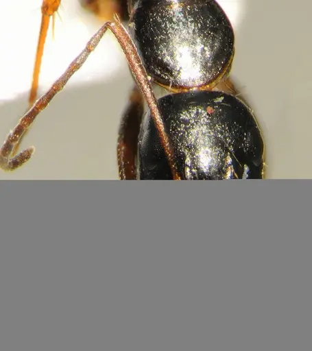 Camponotus thales specimen CFH000020 image cfh000020_2