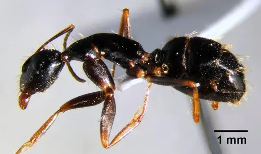 Camponotus thales specimen CFH000020 image cfh000020_3