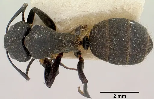 Camponotus themistocles specimen CASENT0101381 image casent0101381_1