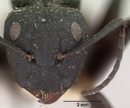 Camponotus themistocles specimen CASENT0101381 image casent0101381_2