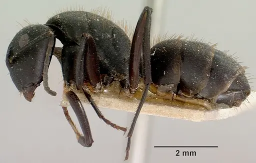 Camponotus themistocles specimen CASENT0101381 image casent0101381_3