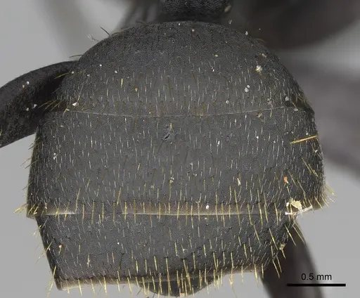 Camponotus themistocles specimen CASENT0121525 image casent0121525_1