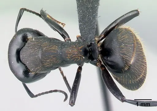 Camponotus themistocles specimen CASENT0121544 image casent0121544_1
