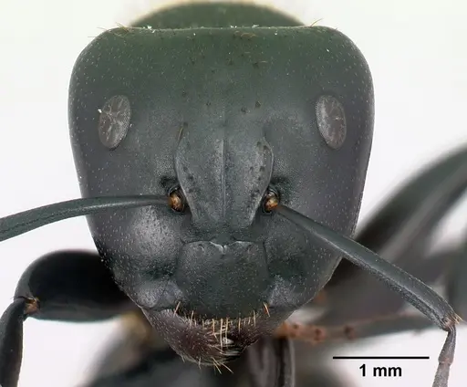 Camponotus themistocles specimen CASENT0121544 image casent0121544_2
