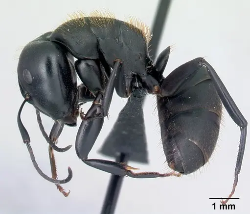 Camponotus themistocles specimen CASENT0121544 image casent0121544_3