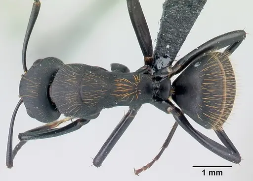 Camponotus themistocles specimen CASENT0217297 image casent0217297_1