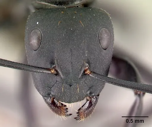 Camponotus themistocles specimen CASENT0217297 image casent0217297_2