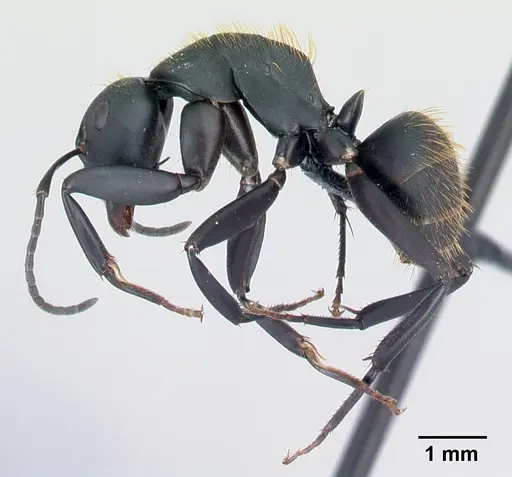 Camponotus themistocles specimen CASENT0217297 image casent0217297_3