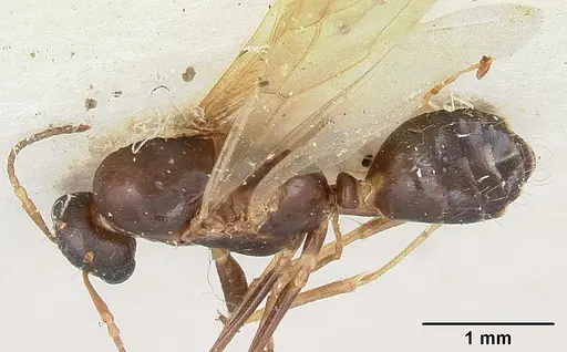 Camponotus thomasseti specimen CASENT0101708 image casent0101708_1