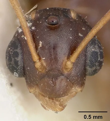 Camponotus thomasseti specimen CASENT0101708 image casent0101708_2