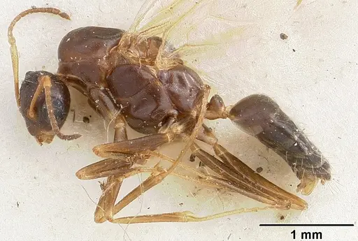 Camponotus thomasseti specimen CASENT0101708 image casent0101708_3
