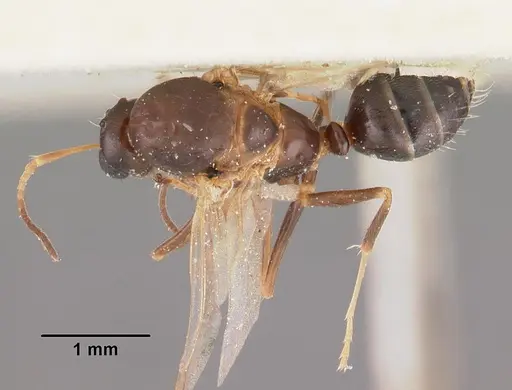 Camponotus thomasseti specimen CASENT0102307 image casent0102307_1