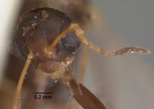 Camponotus thomasseti specimen CASENT0102307 image casent0102307_2