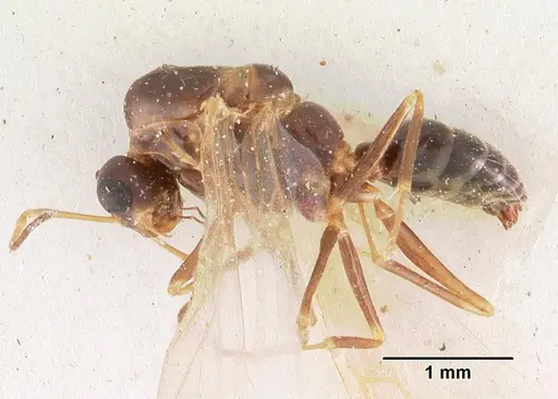 Camponotus thomasseti specimen CASENT0102307 image casent0102307_3