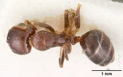 Camponotus thomasseti specimen CASENT0102308 image casent0102308_1