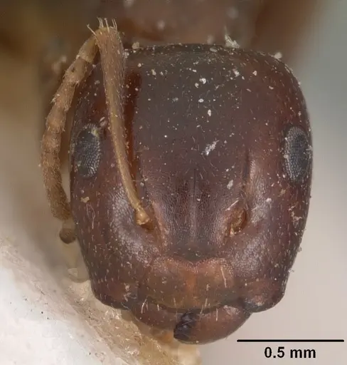 Camponotus thomasseti specimen CASENT0102308 image casent0102308_2