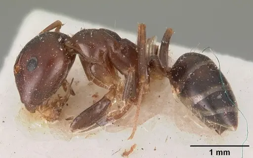 Camponotus thomasseti specimen CASENT0102308 image casent0102308_3