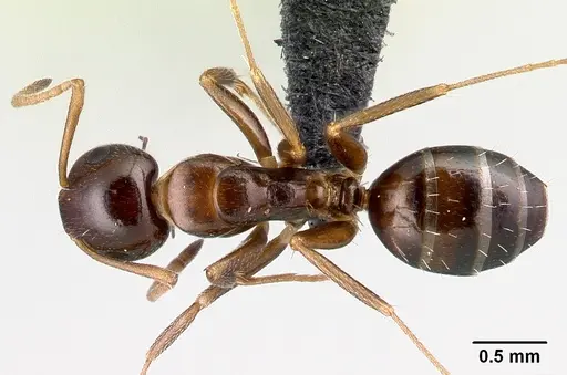 Camponotus thomasseti specimen CASENT0159986 image casent0159986_1