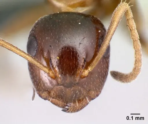 Camponotus thomasseti specimen CASENT0159986 image casent0159986_2