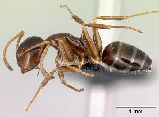 Camponotus thomasseti specimen CASENT0159986 image casent0159986_3