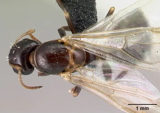Camponotus thomasseti specimen CASENT0160707 image casent0160707_1