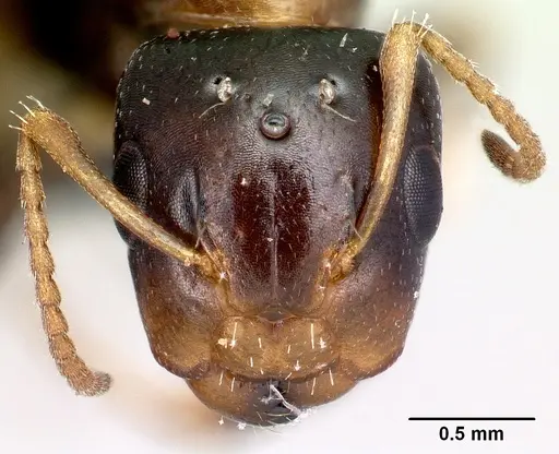 Camponotus thomasseti specimen CASENT0160707 image casent0160707_2