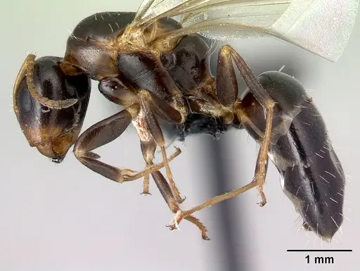 Camponotus thomasseti specimen CASENT0160707 image casent0160707_3