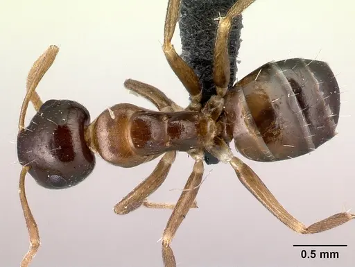 Camponotus thomasseti specimen CASENT0160708 image casent0160708_1