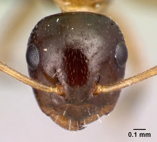 Camponotus thomasseti specimen CASENT0160708 image casent0160708_2