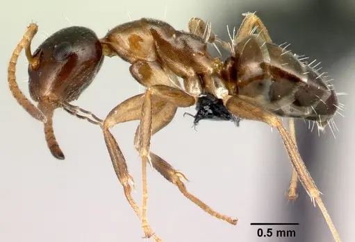 Camponotus thomasseti specimen CASENT0160708 image casent0160708_3