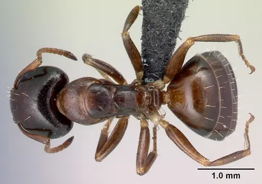 Camponotus thomasseti specimen CASENT0217288 image casent0217288_1