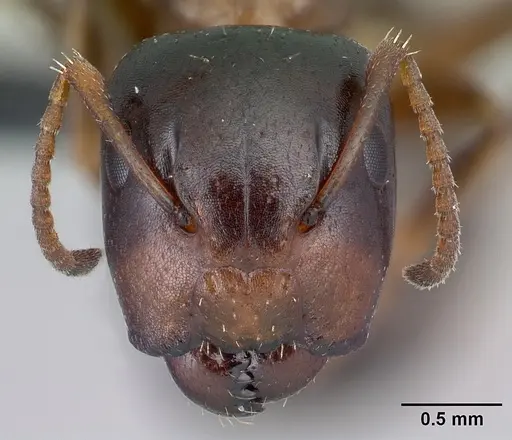 Camponotus thomasseti specimen CASENT0217288 image casent0217288_2