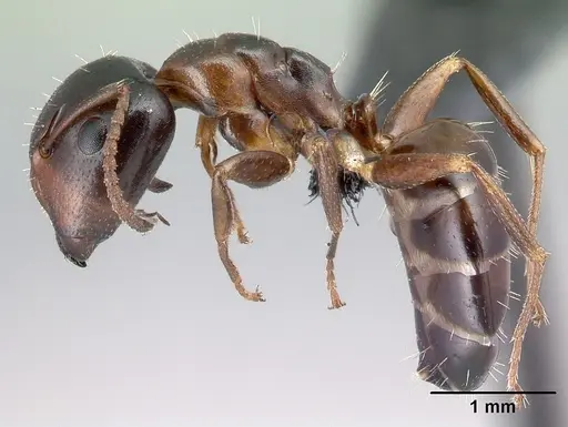 Camponotus thomasseti specimen CASENT0217288 image casent0217288_3