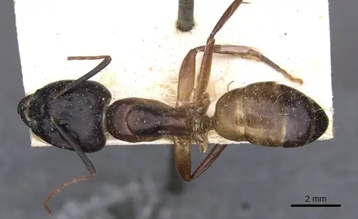 Camponotus thoracicus specimen CASENT0910249 image casent0910249_1