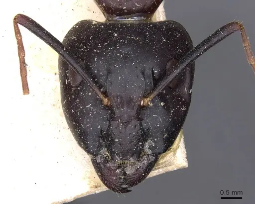 Camponotus thoracicus specimen CASENT0910249 image casent0910249_2