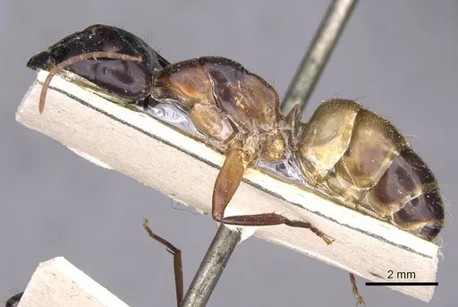Camponotus thoracicus specimen CASENT0910249 image casent0910249_3