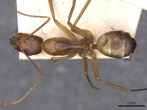 Camponotus thoracicus specimen CASENT0910250 image casent0910250_1