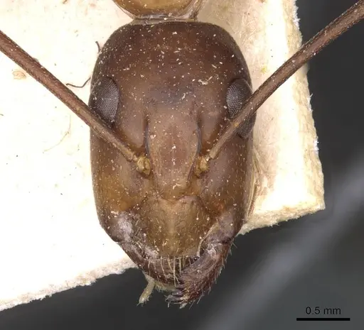 Camponotus thoracicus specimen CASENT0910250 image casent0910250_2