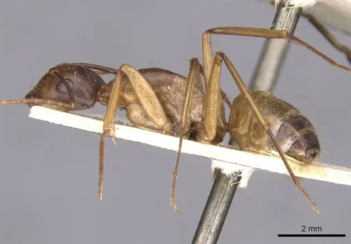 Camponotus thoracicus specimen CASENT0910250 image casent0910250_3