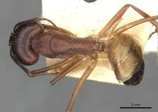 Camponotus thoracicus specimen CASENT0910251 image casent0910251_1