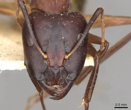 Camponotus thoracicus specimen CASENT0910251 image casent0910251_2