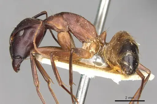 Camponotus thoracicus specimen CASENT0910251 image casent0910251_3