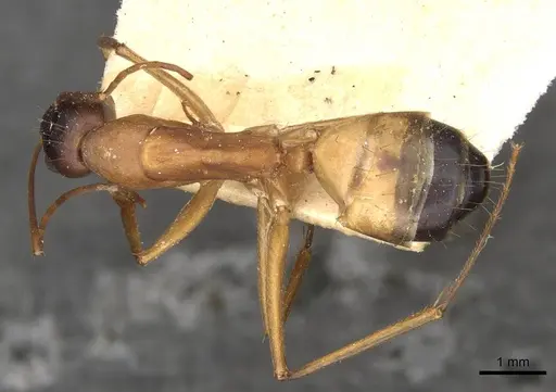 Camponotus thoracicus specimen CASENT0910252 image casent0910252_1