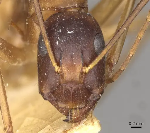 Camponotus thoracicus specimen CASENT0910252 image casent0910252_2